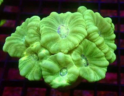 WYSIWYG 30A Mint Candy Cane Colony