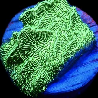 WYSIWYG 21A Metallic Neon Scrolling Pavona Frag