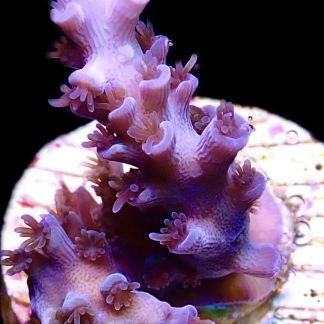 WYSIWYG 10G Blue Curacao Acropora