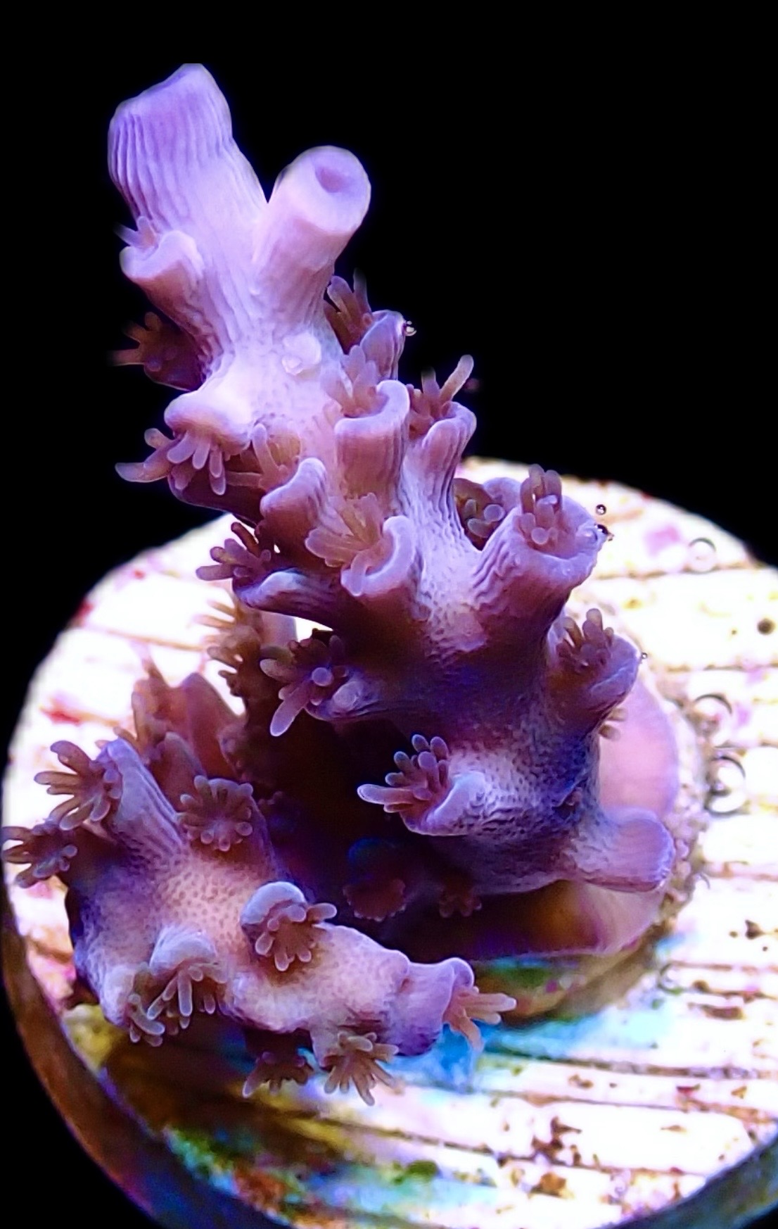 WYSIWYG 10G Blue Curacao Acropora