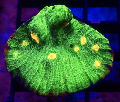 WYSIWYG 30H Raja Rampage Chalice Frag Large