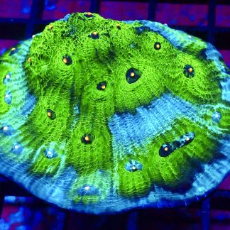 WYSIWYG A1 Avatar Chalice Colony