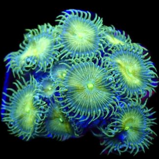 WYSIWYG 30A Grand Palythoa Frag