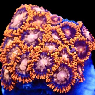 Bahama Breeze Zoanthid (12+ Polyps )