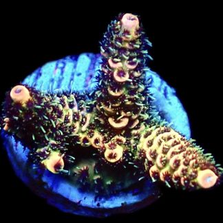 WYSIWYG 11i Acropora Millepora Frag