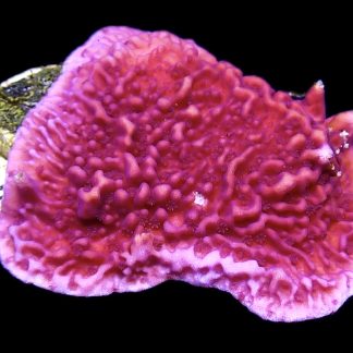 WYSIWYG 11C Purple Plating Montipora Frag