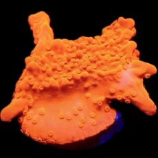 WYSIWYG 17D Red Montipora Setosa Frag