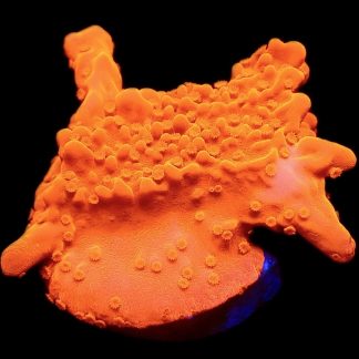 WYSIWYG 17D Red Montipora Setosa Frag