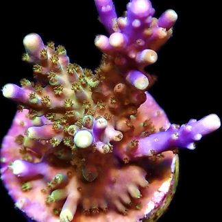 WYSIWYG 13F Magic Magenta Acropora Frag