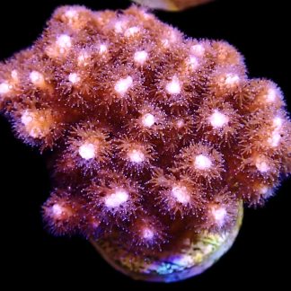 WYSIWYG 16A Cherry Tree Pocillopora Frag Large