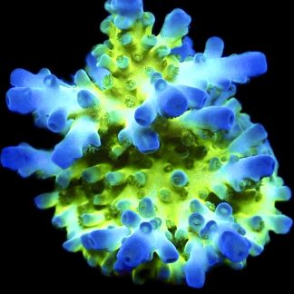 WYSIWYG 19G Violet Venom Acropora Frag