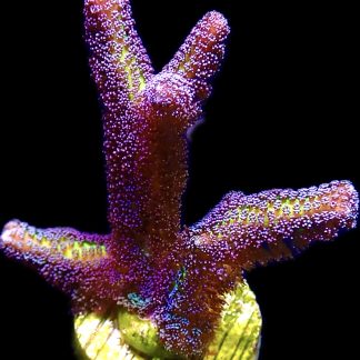 WYSIWYG 19J Bird Of Paradise Seriatopora