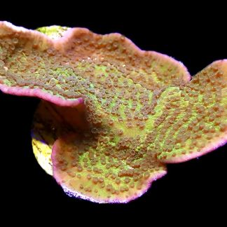 WYSIWYG 21D Pink Rim / Purple Polyped Plating Montipora Capricornis XL