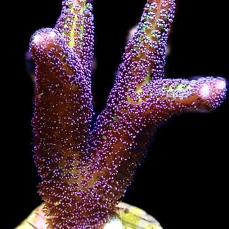 WYSIWYG 22C Bird Of Paradise Seriatopora