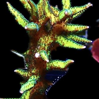 WYSIWYG 23J Lime Berry Hysterix Frag XL