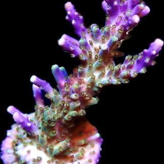WYSIWYG 24E Magic Magenta Acropora Frag Extra Large