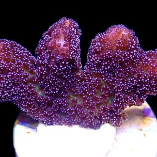 WYSIWYG 18i Cherry Cola Stylophora