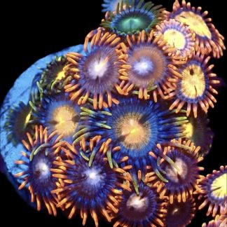 WYSIWYG Zoanthid Frag M30