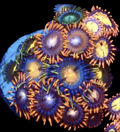 WYSIWYG Zoanthid Frag M30