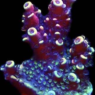 WYSIWYG 21F Pink Cadillac Acropora