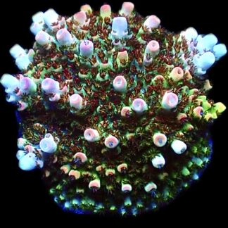 WYSIWYG 11E Bill Murray Acropora Frag Large