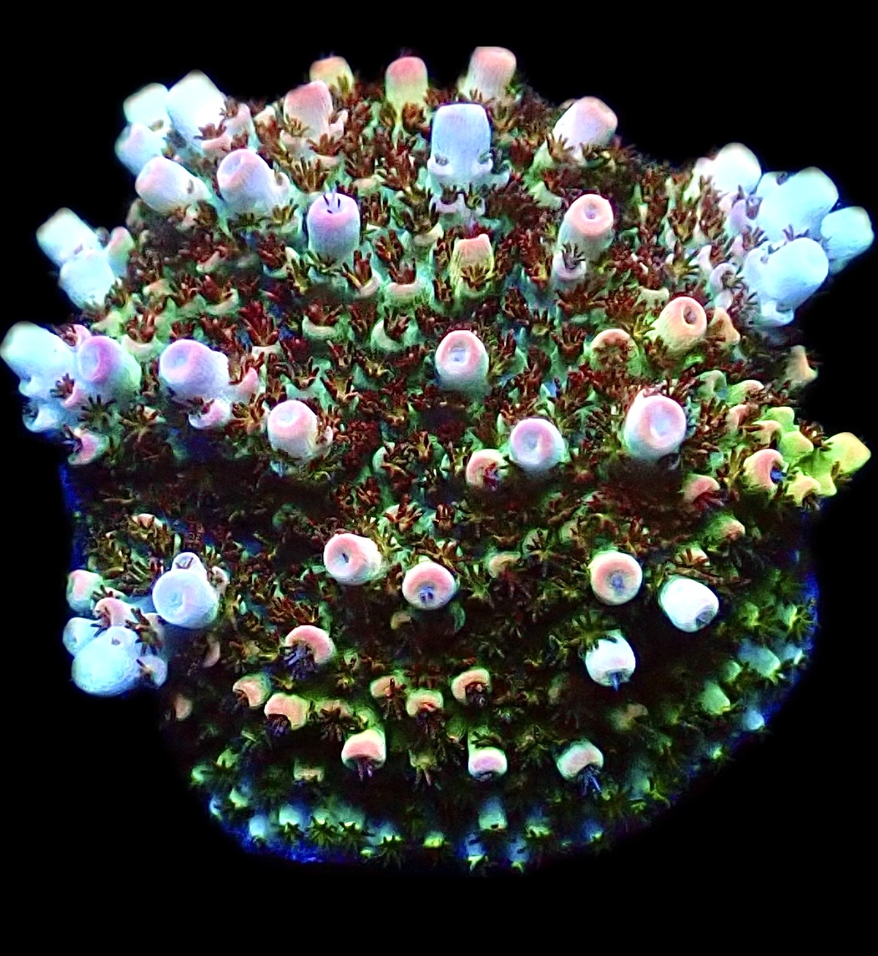 WYSIWYG 11E Bill Murray Acropora Frag Large