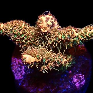 WYSIWYG 22i Bronze Adonis Millepora Frag