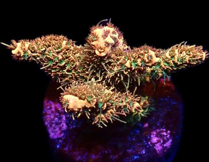 WYSIWYG 22i Bronze Adonis Millepora Frag