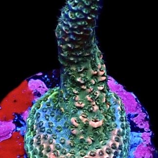 WYSIWYG 15F Acropora Millepora Frag