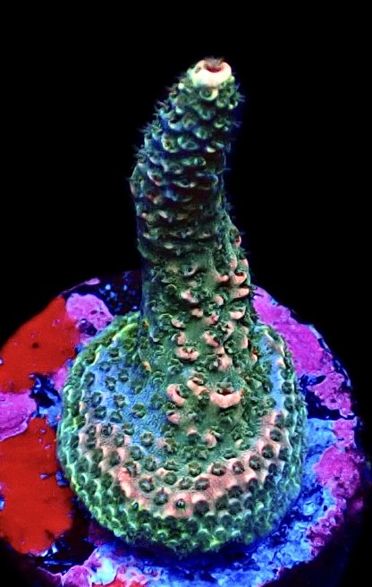 WYSIWYG 15F Acropora Millepora Frag
