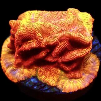WYSIWYG 11K Jaffa Leptoseris Frag