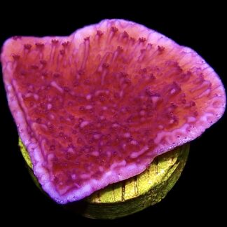 WYSIWYG 24B Purple Plating Montipora Frag
