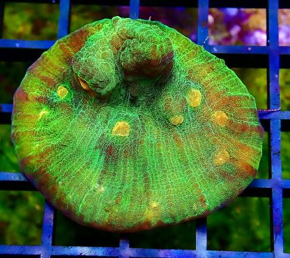 WYSIWYG 35A Raja Rampage Chalice Frag Large