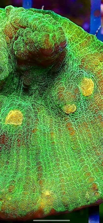 WYSIWYG 35A Raja Rampage Chalice Frag Large - Image 2