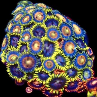 WYSIWYG Zoanthid Frag C35