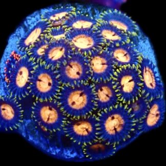 WYSIWYG Zoanthid Frag C36