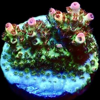 WYSIWYG 23J Bill Murray Acropora Frag