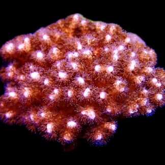 WYSIWYG M37 Cherry Tree Pocillopora Cultured Colony
