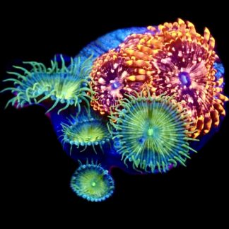 WYSIWYG 31D Utter Chaos x 4 Polyps / Grand Paly Combo Zoanthid Frag