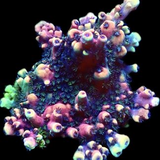 WYSIWYG 21F Pink Cadillac Acropora Extra Large
