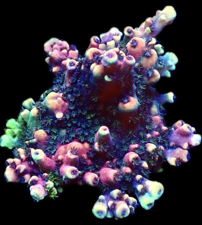 WYSIWYG 21F Pink Cadillac Acropora Extra Large