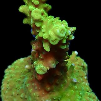 WYSIWYG 19E Green Slimer Acropora Frag Extra Large