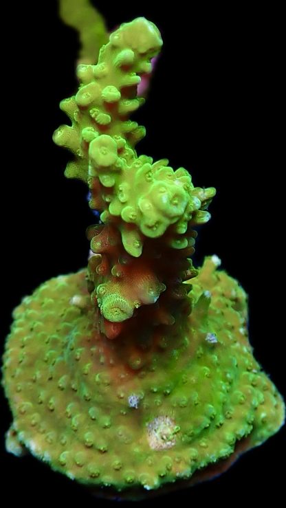 WYSIWYG 19E Green Slimer Acropora Frag Extra Large