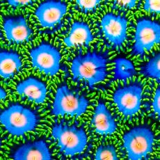 M.O.C. Sunny Smurf Zoanthid (12+ Polyps )