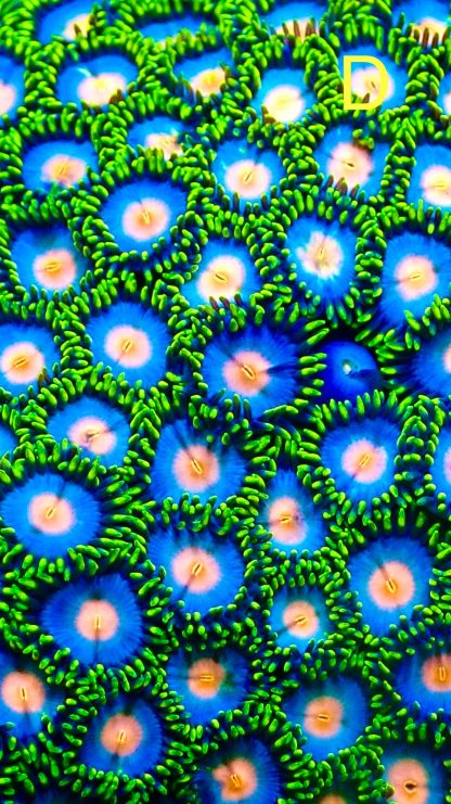 M.O.C. Sunny Smurf Zoanthid (10+ Polyps )