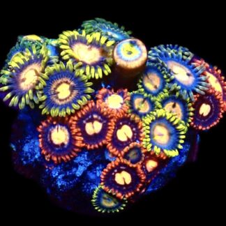 WYSIWYG Zoanthid Frag C37