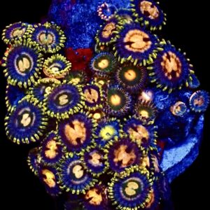 WYSIWYG Zoanthid Frag C39