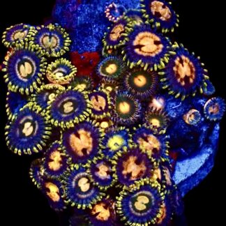 WYSIWYG Zoanthid Frag C39