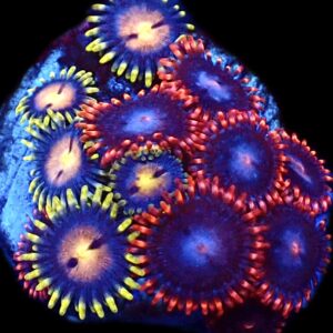 WYSIWYG  Zoanthid Frag C48