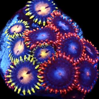 WYSIWYG  Zoanthid Frag C48